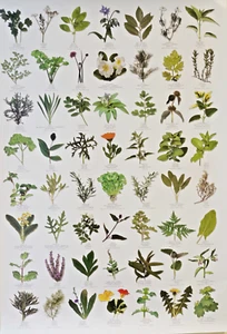 Gartenkräuter Poster - 56 Kräuterbilder - 52 x 36 cm - Bild 1 von 1