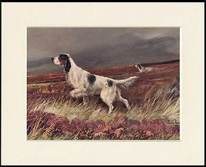 ENGLISH SETTER IN MOORLAND SCENE LOVELY DOG PRINT MOUNTED READY TO FRAME - Picture 1 of 1