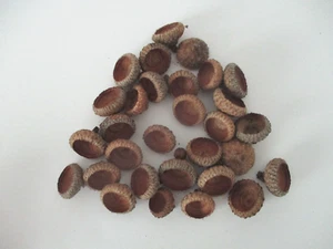 Real Acorn Caps for Crafts, Small to Medium-Dime to Quarter Size 300+ - Picture 1 of 3