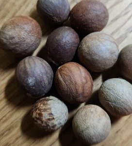 Nannorrhops Ritchiana, Mazari Palm, 8 Seeds Cold/Heat Tolerant - Picture 1 of 4
