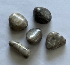 5 Sm/med Polished Petoskey, Horn Coral & Favosite Stones Lot Michigan Fossils - Picture 1 of 5