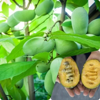 PAW PAW FRUIT TREE SEEDS (Asimina Triloba) - 15 seeds - Image 1 of 3