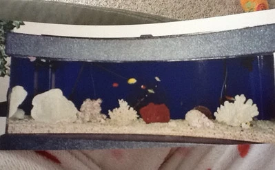 Acuario cóncavo acrílico personalizado con coral Foto 1 de 3