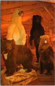 Postal de TAXIDERMIA DUBOIS, Wyoming Dale Warren exposición de vida silvestre caza/osos - Imagen 1 de 2