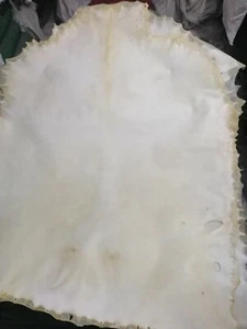 10 pieces goat natural parchments skin use for book bending furniture hand craft - Picture 1 of 2