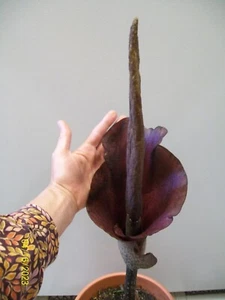 Amorphophallus Konjac Voodoo Lily Corm from my Indiana Garden, 3.85 Ounce Bulb - Picture 1 of 7