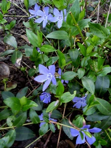 10 Vinca Minor Pflanzen, Bodendecker, Kletterpflanze, pflegeleicht winterhart - Bild 1 von 4