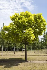 Catalpa bignonioides, Trompetenbaum, 150–200 cm - Bild 1 von 14