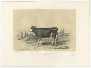 Antique Print of a Mancelle Cow by Riffaut (1862) - Picture 1 of 1