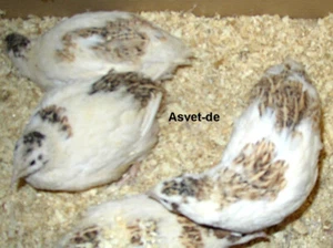 Wachteleier 24 Bruteier von schweren französischen Mastwachteln + Brutanleitung - Bild 1 von 3