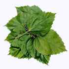 Dried Hibiscus 100 Leaves Caffeine Free Herbal Tea Natural Antioxidant Boost New