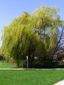 Salix alba Tristis, gelbe Trauerweide, 200cm+, Hängeweide - Bild 1 von 3