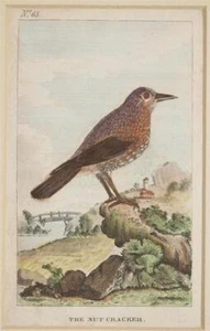 THE NUT CRACKER NUTCRACKER NOCCIOLAIA CASCANUELES CASSENOIX UCCELLI BIRDS OISEAU - Bild 1 von 2