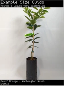 Dwarf Orange - Washington Navel (Citrus sinensis) Fruit Tree Plant (Grafted) - Picture 1 of 3