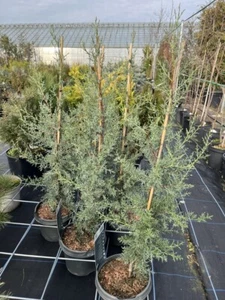 Arizona Cypress Tree - Blue Grey Evergreen Conifer - 80/100cm (5L) - Picture 1 of 2