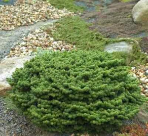 Zwerg Balsam Tanne Piccolo 30-40cm - Abies balsamea - Bild 1 von 1