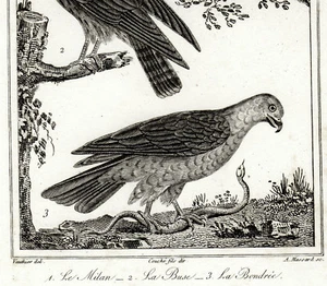 MAILAND, DÜSE und BONDRIE Originalgravur Greifvögel 1800 Vauthier Massard - Bild 1 von 3