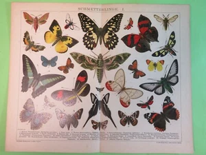 Original Chromo-Lithographie,Schmetterlinge/Brockhaus Lexikon-14.Aufl.ca.1895 - Bild 1 von 3
