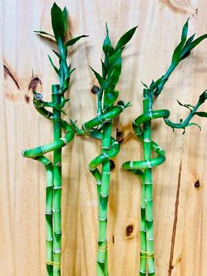 HOUSEPLANTS NEW YORK LLC Live Lucky Bamboo 18” Spiral & Straight Combination