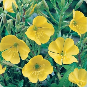 EVENING PRIMROSE FLOWER SEEDS - CLASSIC - BULK - Picture 1 of 2