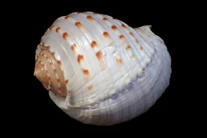 Sea Shell - Tonna dolium - 108 mm - Imagen 1 de 3