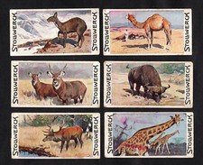 Stollwerck Animal World 1903 Card Set Series 11 Ruminants Giraffe Deer Camel