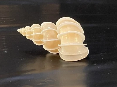 Epitonium scalare 55 mm F+++ TAMAÑO GRANDE Angelic blanco Wentletrap con opercólum Foto 1 de 4