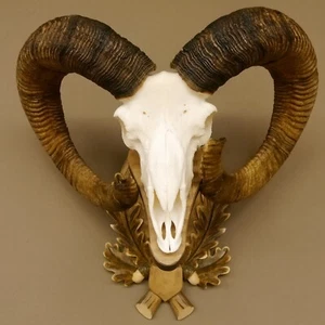 Mufflon (Ovis Gmelini Musimon) Ariete Corna Trofeo Cranio Hl 82+79 CM #.100 - Bild 1 von 10