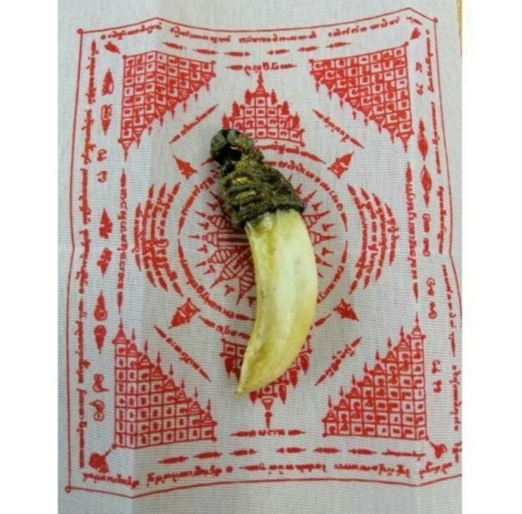 Potente amuleto diente de cerdo tigre talismán protección dinero de la suerte Somdej Toh Ngang Foto 1 de 1