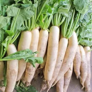 Daikon Radish Seeds - Fast Growing, Edible, Sprouting, Cover Crop NON-GMO - Picture 1 of 2