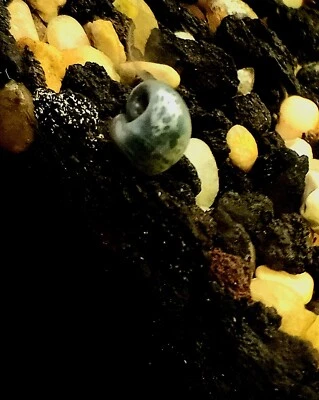 6 caracoles leopardo AZUL para acuario/estanque de agua dulce + planta gratis + paquete de calor Foto 1 de 3