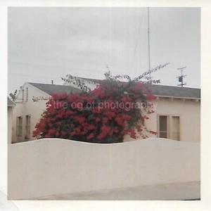 FOTOGRAFÍA ENCONTRADA Vintage EXISTENTIAL BUSH Color ORIGINAL Instantánea 47 48 U - Imagen 1 de 1