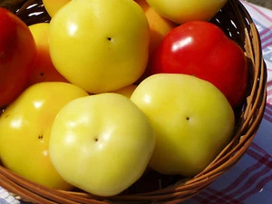 Hungarian Applepaprika - Hot - 10+ seeds - Almapaprika Ch 104 - Picture 1 of 1