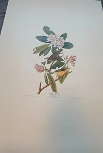 Aubudon Birds of America unframed print Canada Warbler 39 Inches Facsimile - Picture 1 of 7