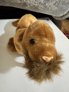 TY Beanie Baby Paul the Walrus 1999 Plush with Tag Retired Vintage - Picture 1 of 7