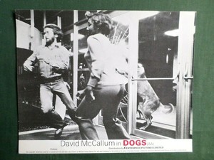 DAVID MCCALLUM FILM STAR - " DOGS"  LOBBY CARD - 8X10