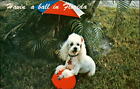 Having a Ball in Florida biały pies pudel ~ pocztówka sku421