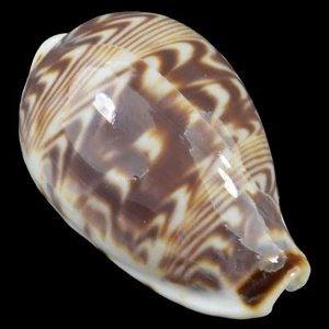 CYPRAEA (Palmadusta) DILUCULUM (Zanzibar Isl., Tanzania) 23.0mm #47721 - Picture 1 of 4