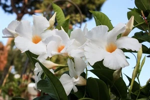 Mandevilla, riesige weiße Blume - Bild 1 von 7