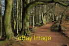 Photo 6x4 Footpath through trees Clent Hills Being on the southern edge o c2008