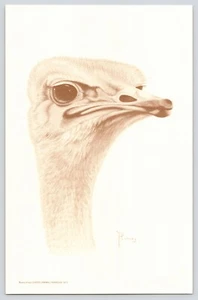 Strauß Buena Vista exotischer Tierpark Strafford MO Vintage große Postkarte 5 x 8 Zoll - Bild 1 von 2