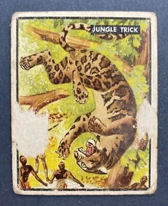 1950 Topps Bring 'Em Back Alive Series #66 Jungle Trick VINTAGE! RARE! - Picture 1 of 2