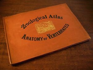 ZOOLOGICAL ATLAS Anatomy of Vertebrates Mc Alpine 1881 Antico Atlante Zoologico