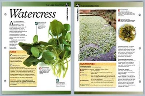 Watercress - Directory - Secret World Of Herbs Fact File Card - Picture 1 of 1