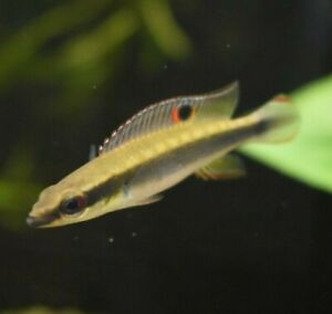 Live Two Spot Lepidota Pike Cichlid (Rare 2-3" Aquarium Fish) *PLS READ DESCR*