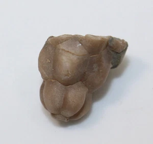 Crinoide, Cupulocrinus humilis, Ordovizium, Brechin, Ontario, Kanada -eb9468 - Picture 1 of 7