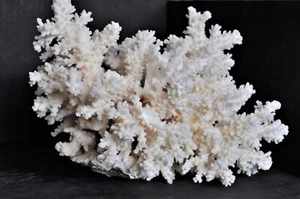 Corail Naturel Ancien - Foto 1 di 9