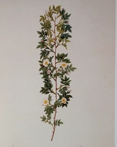 Redouté Nadelblättriger Hund Rose Botanische Blume Kunst Buchteller Illustration 98 - Bild 1 von 3