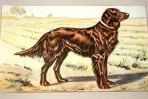 LE SETTER IRLANDAIS MAHLER AQUARELLE MANUFRANCE 1907 - Foto 1 di 1