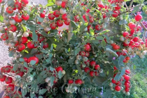 10 Samen PUGOVKA Tomaten früh sehr ertragreich lecker kältetolerant - Bild 1 von 8